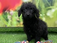 Crossbreed Poodle x Crossbreed Puppy for sale